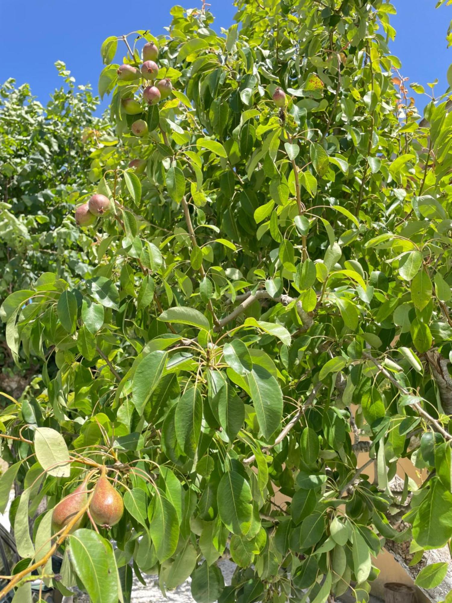 Il Leccio Agriturismo Fiorino Esterno foto