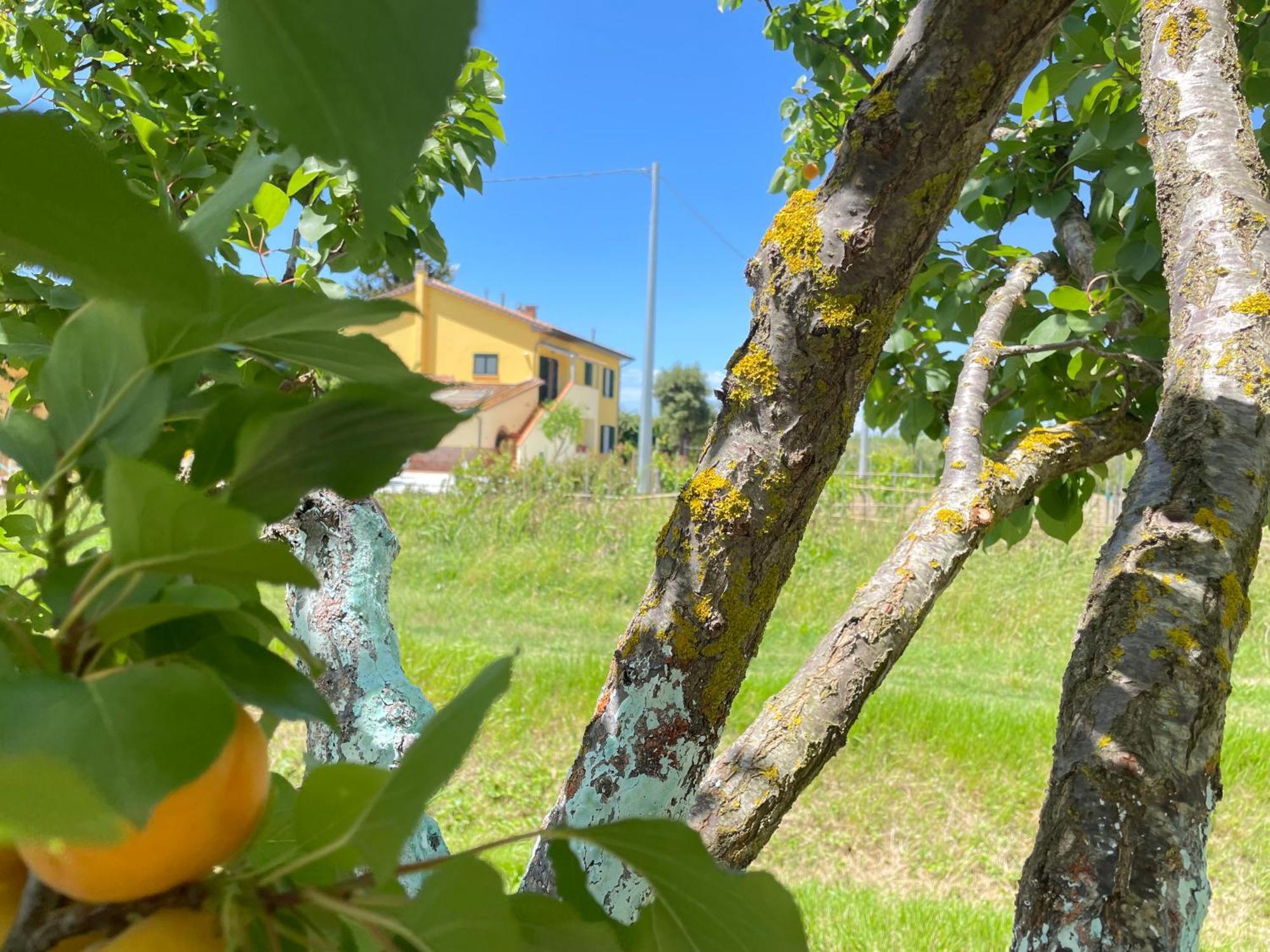 Il Leccio Agriturismo Fiorino Esterno foto
