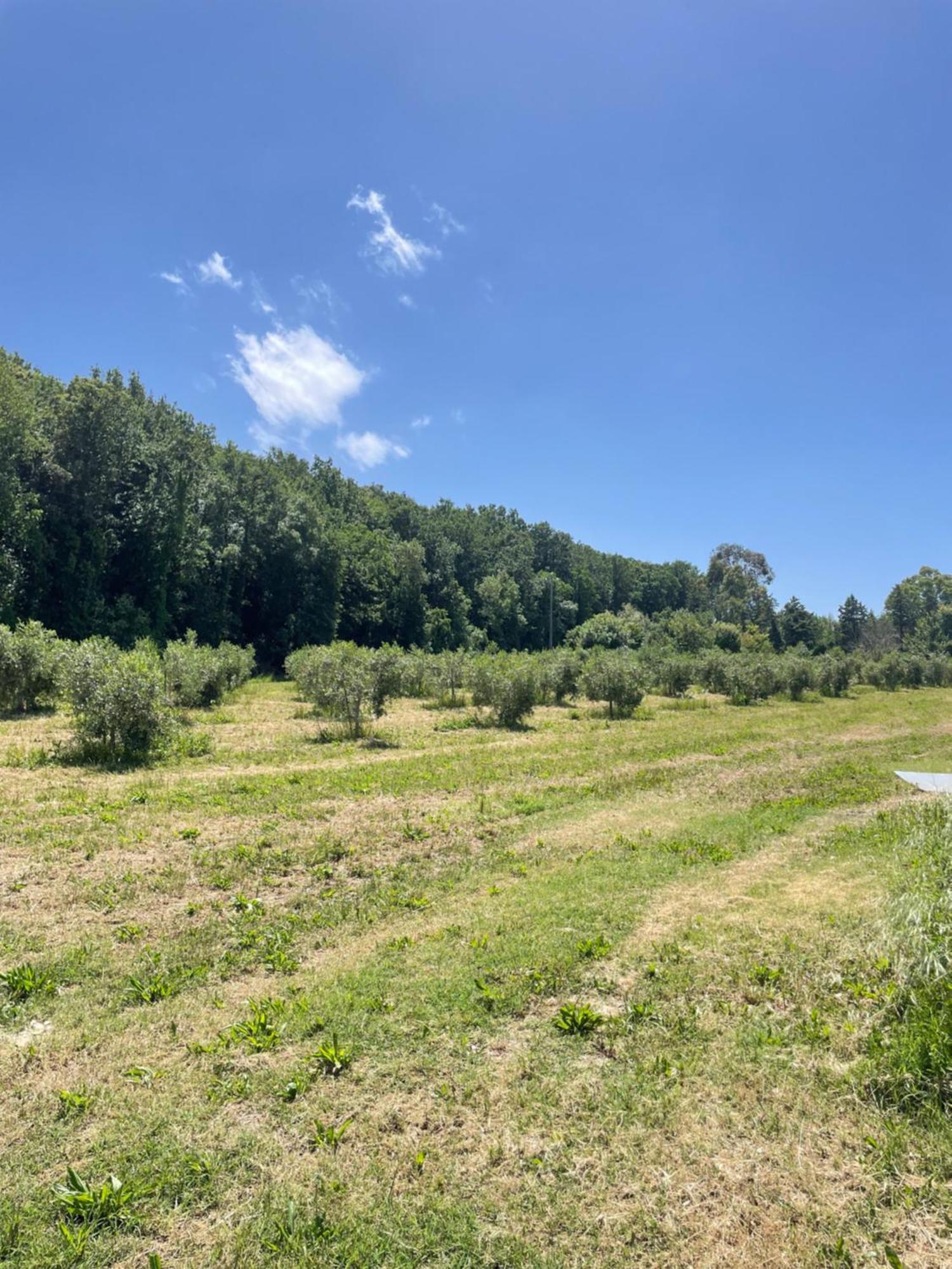 Il Leccio Agriturismo Fiorino Esterno foto