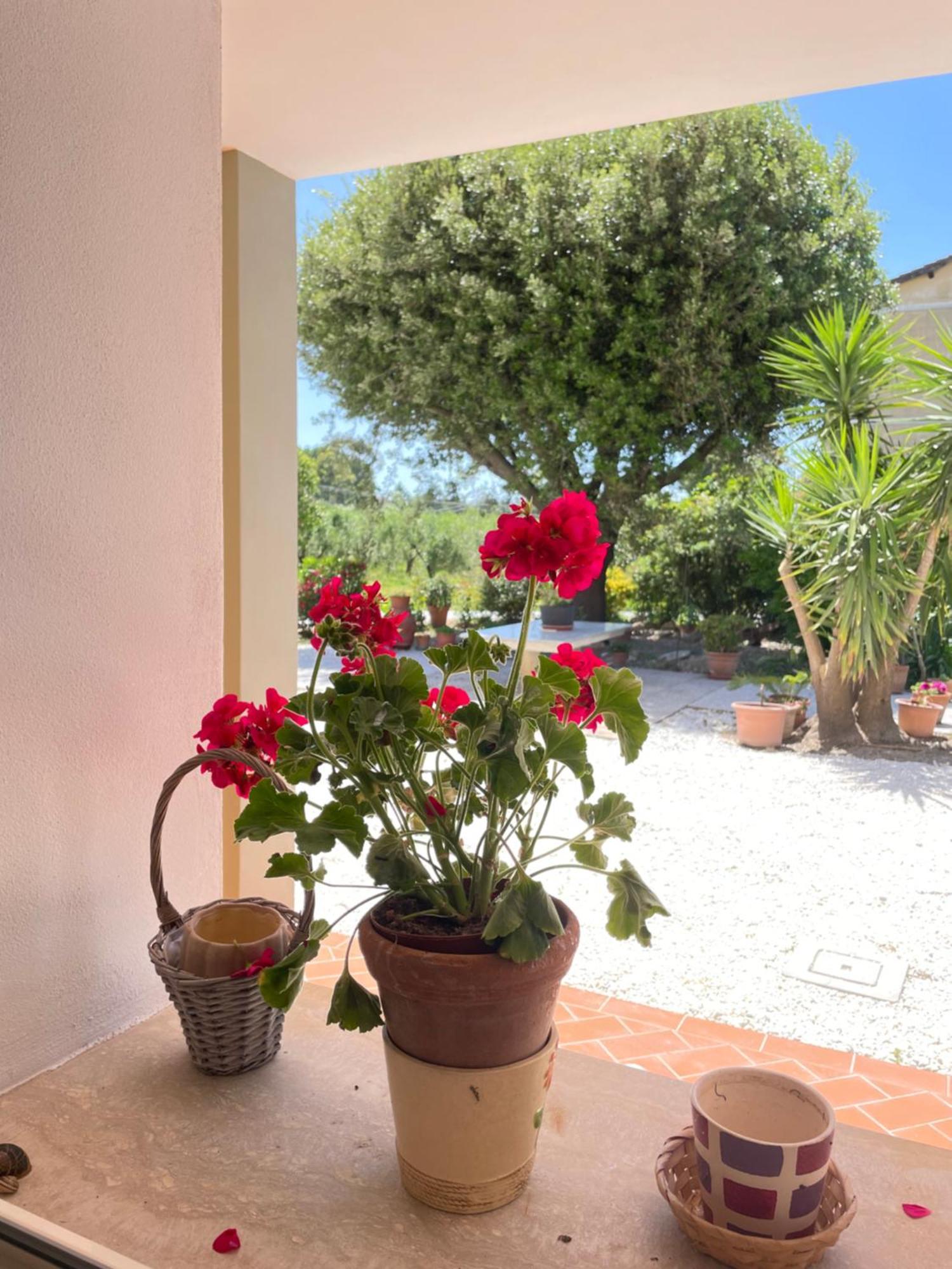 Il Leccio Agriturismo Fiorino Esterno foto