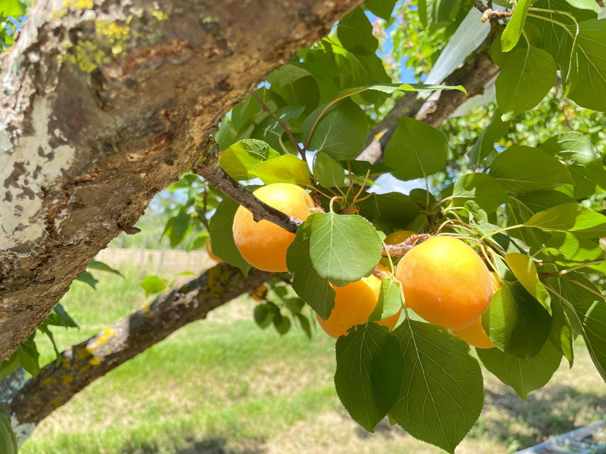 Il Leccio Agriturismo Fiorino Esterno foto