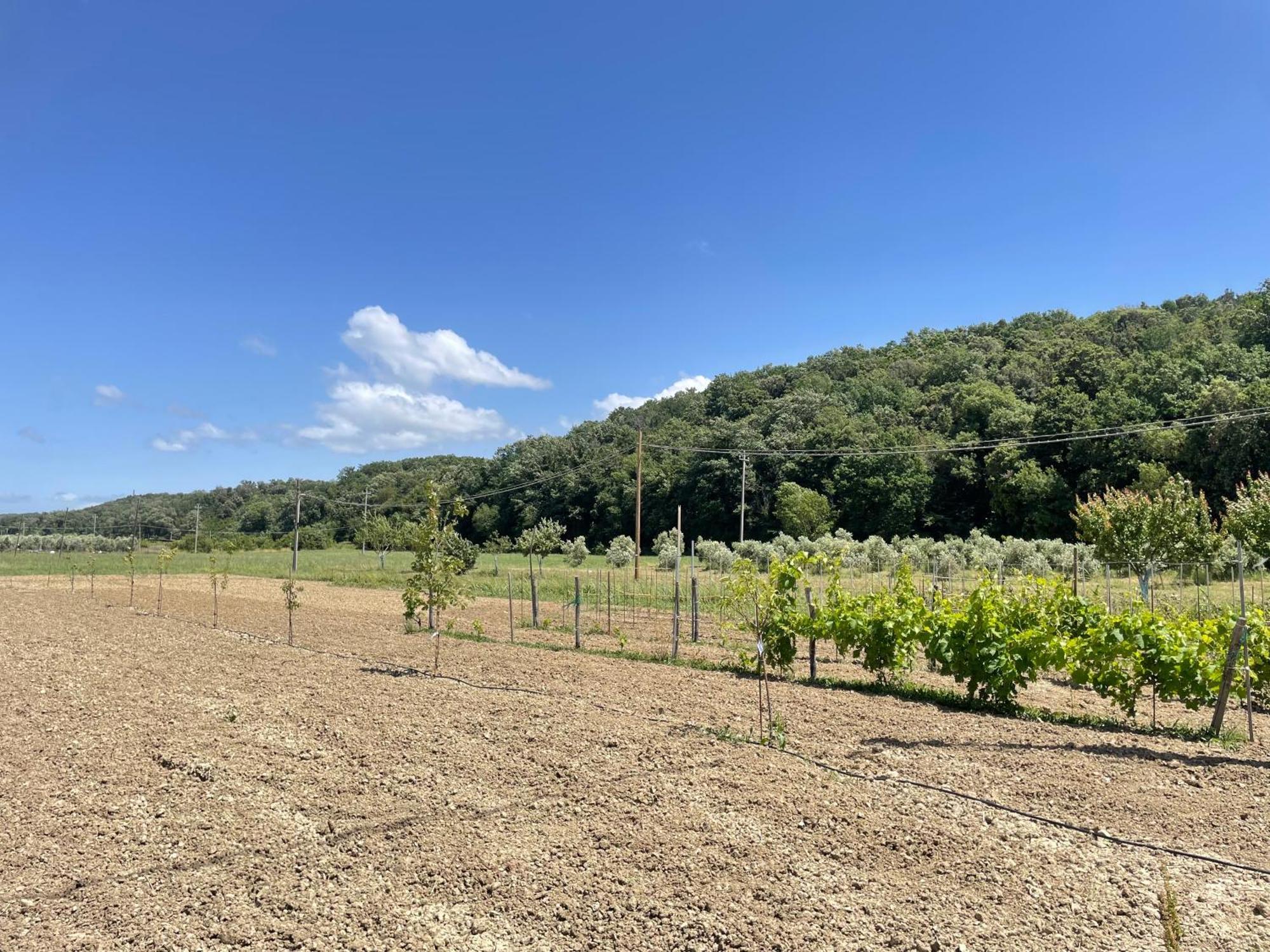 Il Leccio Agriturismo Fiorino Esterno foto