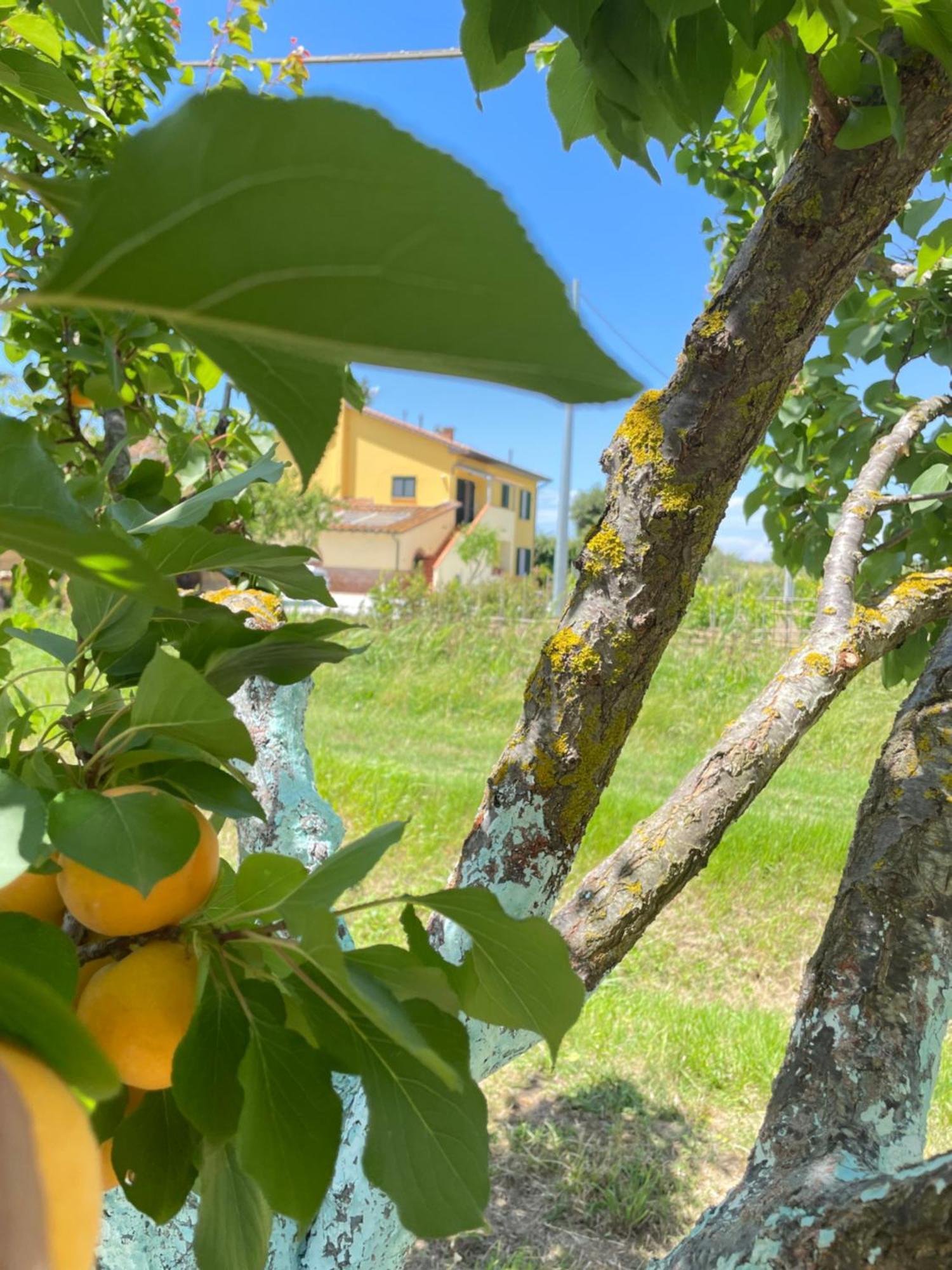 Il Leccio Agriturismo Fiorino Esterno foto