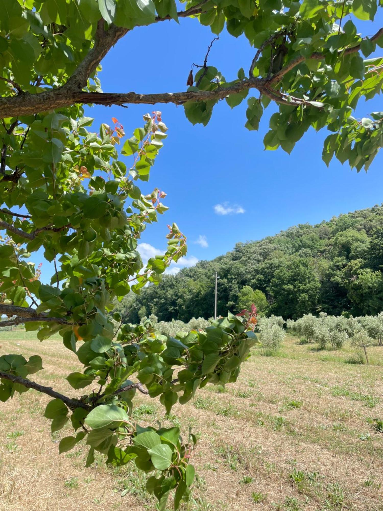 Il Leccio Agriturismo Fiorino Esterno foto