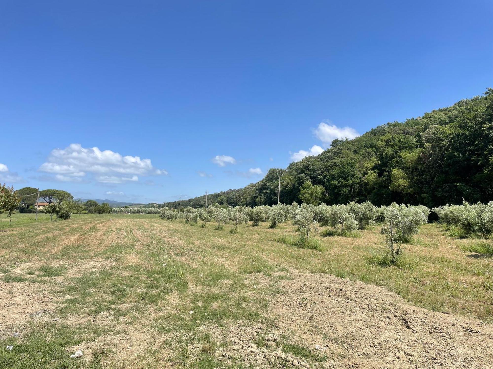 Il Leccio Agriturismo Fiorino Esterno foto